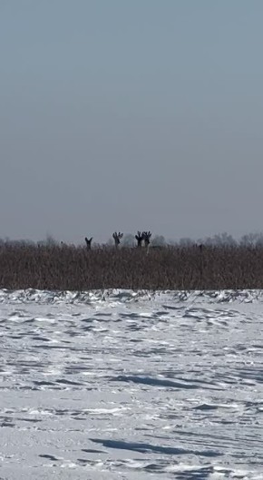 «Мама! Их так много! Они такие красивые»