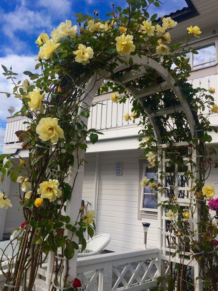 Как выбрать садовую арку: основные материалы и советы