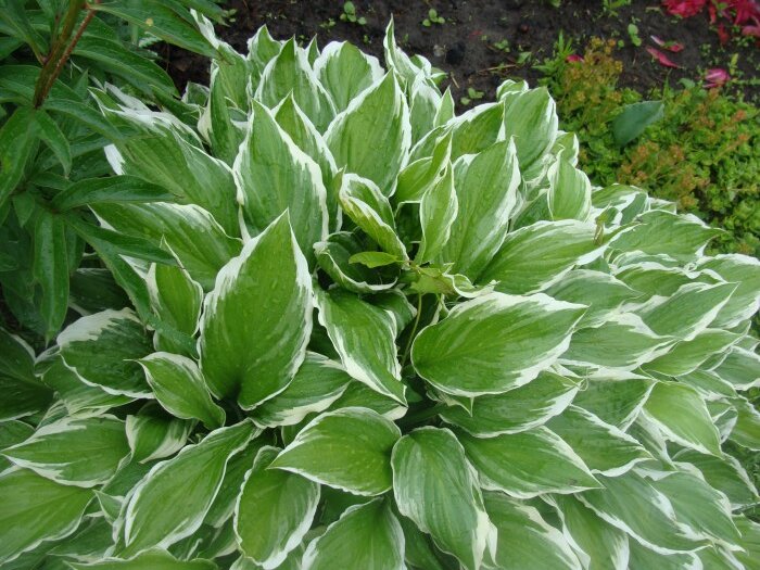 Как быстро создать цветущий сад: лучшие многолетники для размножения