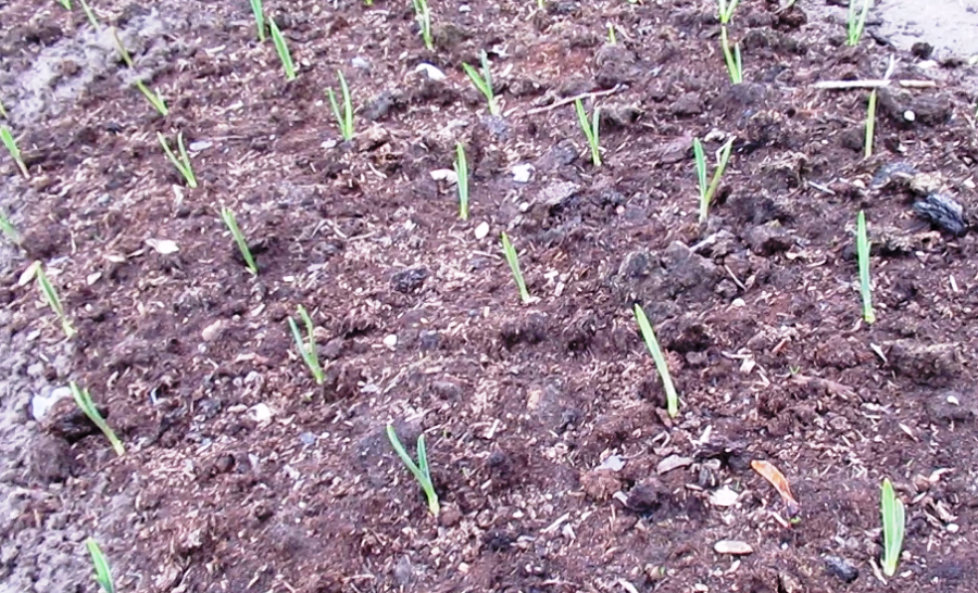 Весной за чесноком: секреты правильной подкормки для урожая