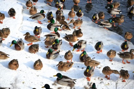 В Курской области ожидается потепление до +4 градусов