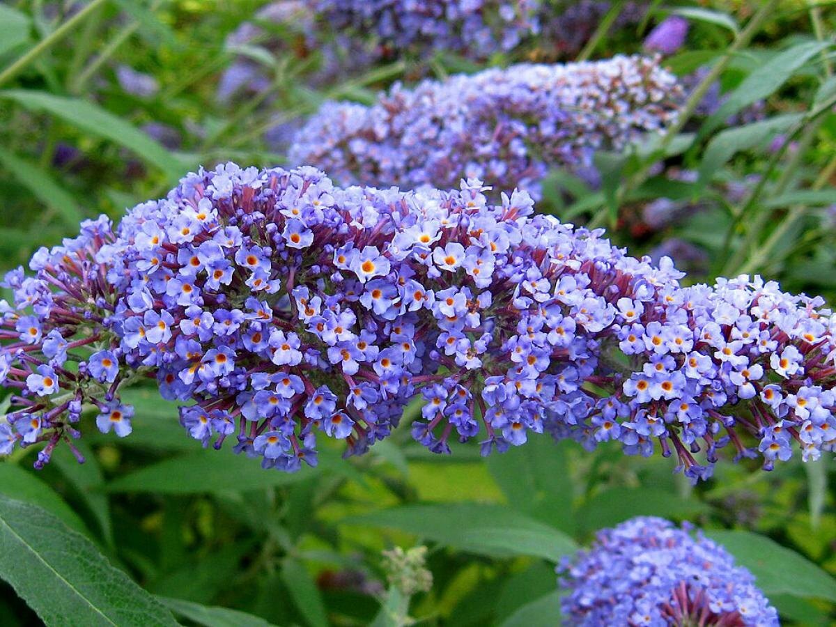 Буддлея: растительное решение для уединения и борьбы с комарами