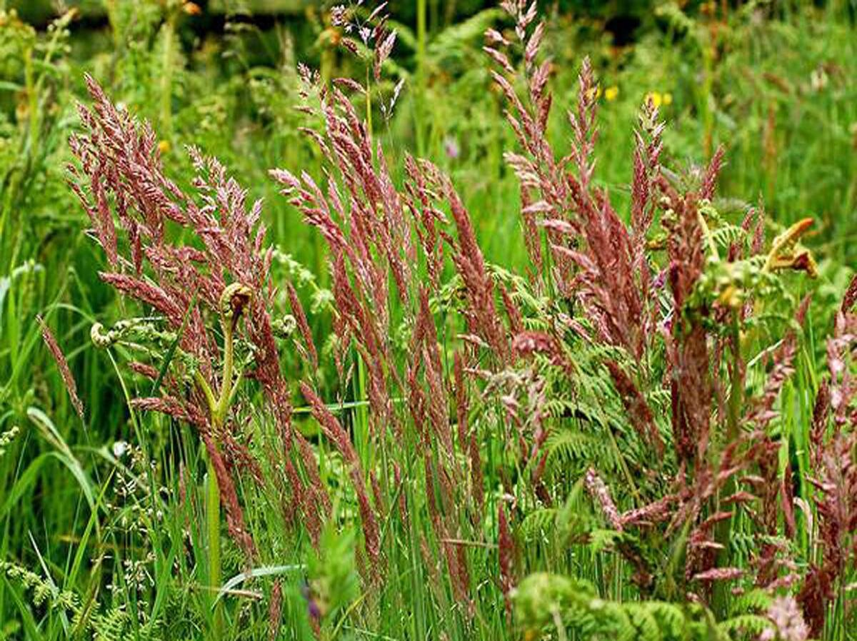 Овсяница красная: идеальное решение для газонов