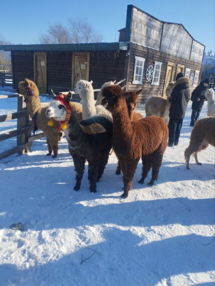 21 февраля Литвяк Екатерина Александровна и Шапочкина Татьяна Викторовна со своими учениками (6б и 7б классы) школы №4 посетили воронежский парк «Белый колодец» 21 февраля Литвяк Екатерина Александровна и Шапочкина Татьяна Викторовна со своими учениками (6б и 7б классы) школы №4 посетили воронежский парк «Белый колодец»