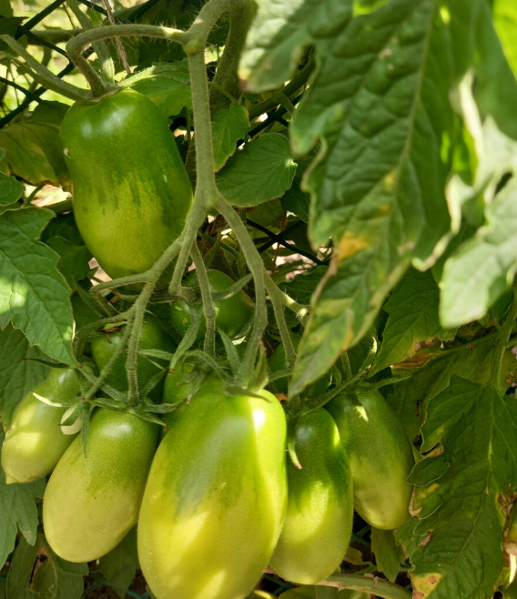 Мифы об огороде: что действительно работает, а что вредит