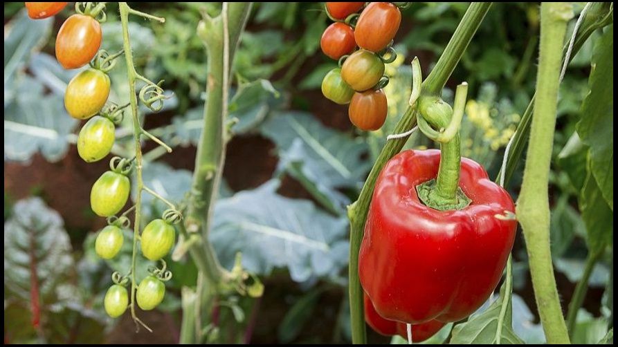 ����������� ������ ������� ������� �� ����, ����� �������� �������� ������