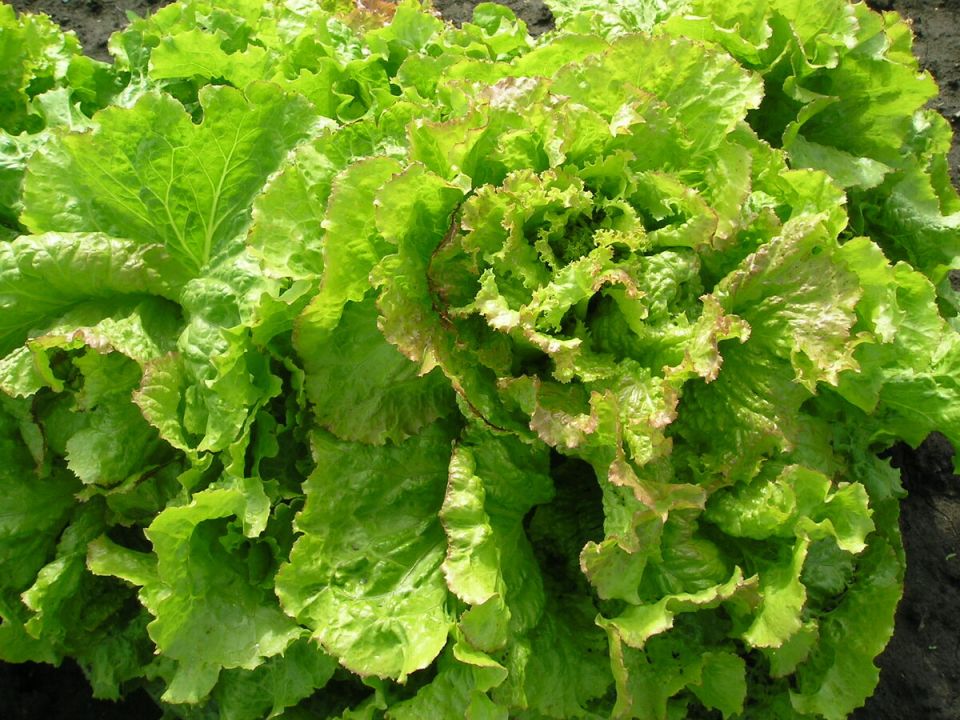 ����� ����� ������� ��� �������� � ���������