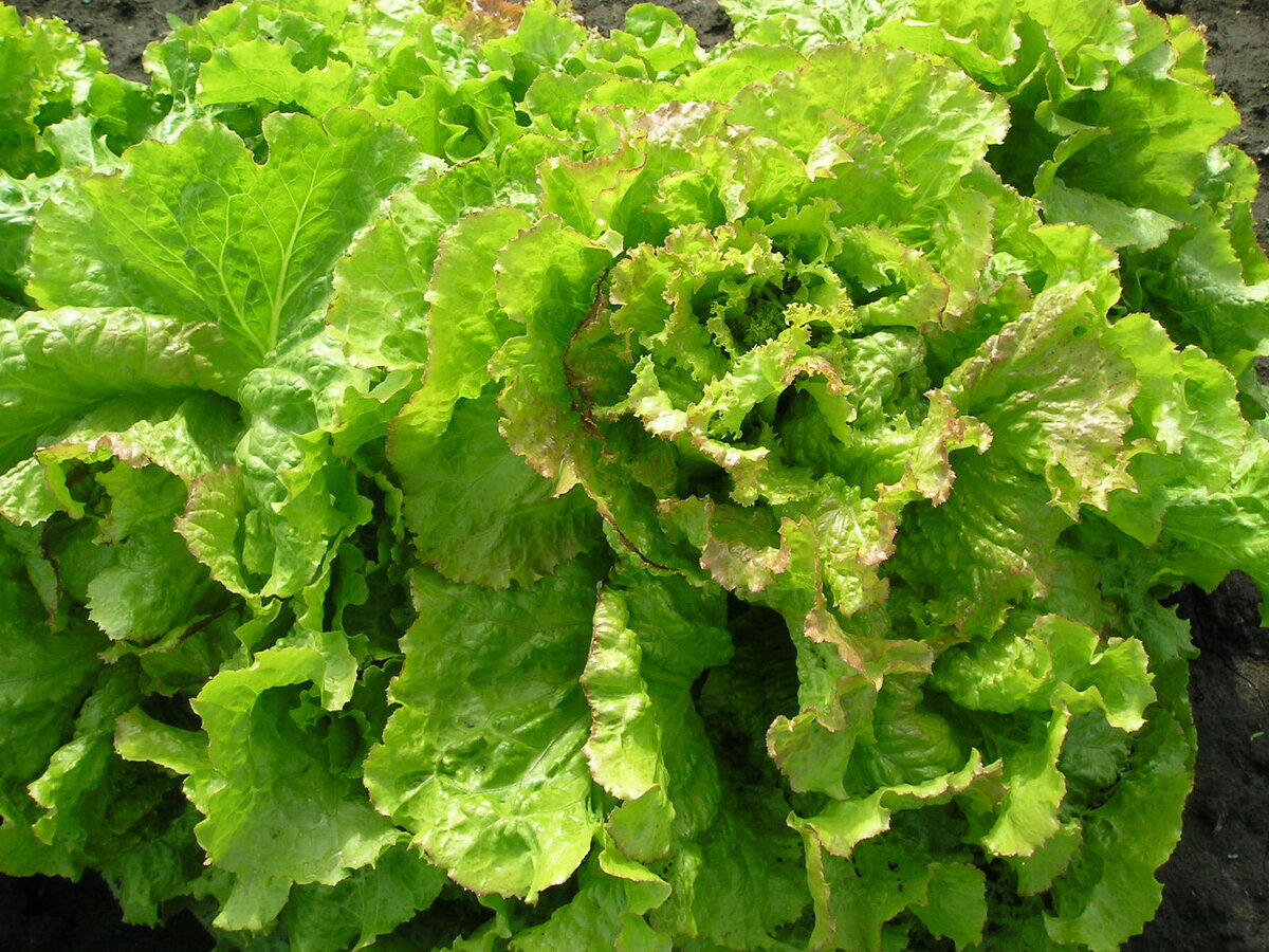 Какой салат выбрать для здоровья и витаминов