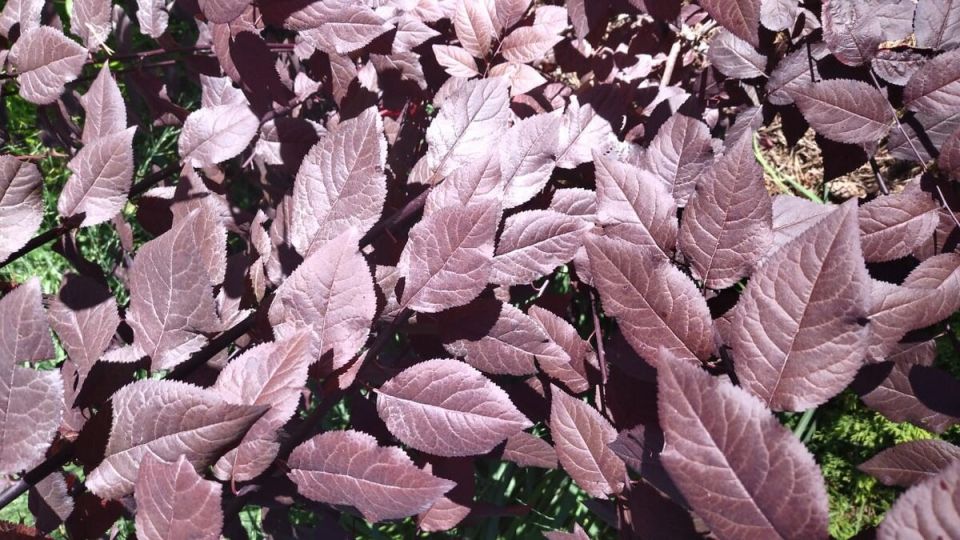 ����� ������������� 'Nigra'