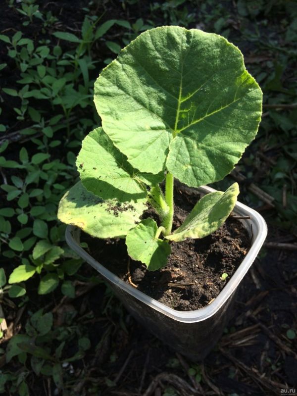 ������ �� ����������� �����: ����� � ��� �����