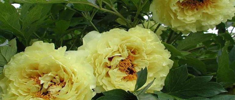 ����������� � ����������� �����: � ��� �� �������� �������?