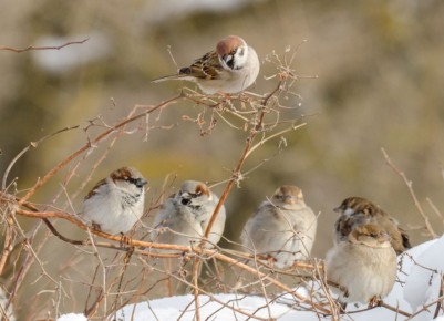 О чём поют воробушки. В последний день зимы?