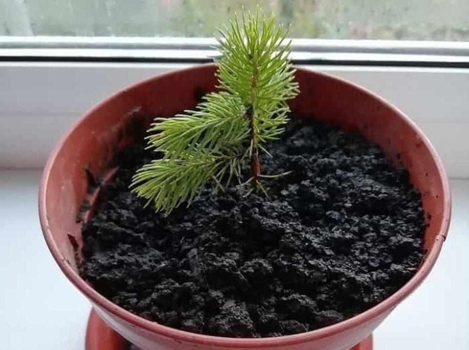 ��� ��������� ���� ����������� ����: ��������� �����������