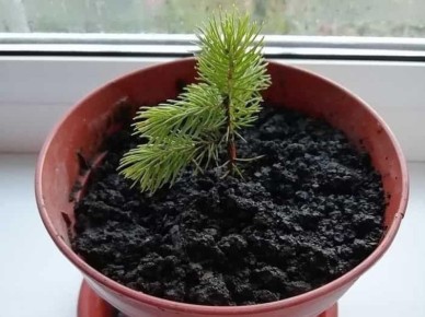 ��� ��������� ���� ����������� ����: ��������� �����������