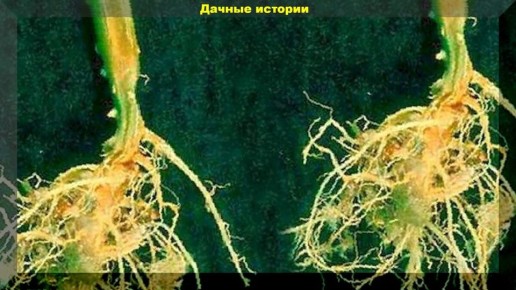 ��� �������� ������ �� �������� ������: ������ � ����������� ���������