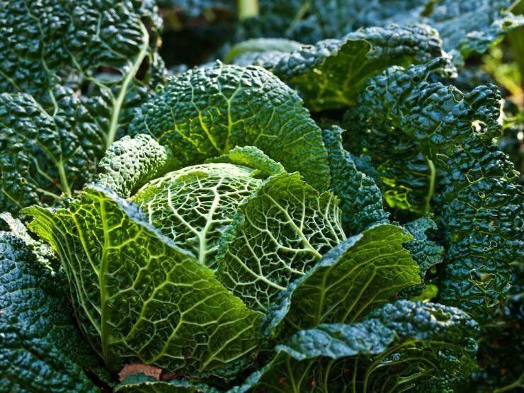 ���� �� �������� � �������: ������� ������ � ���������