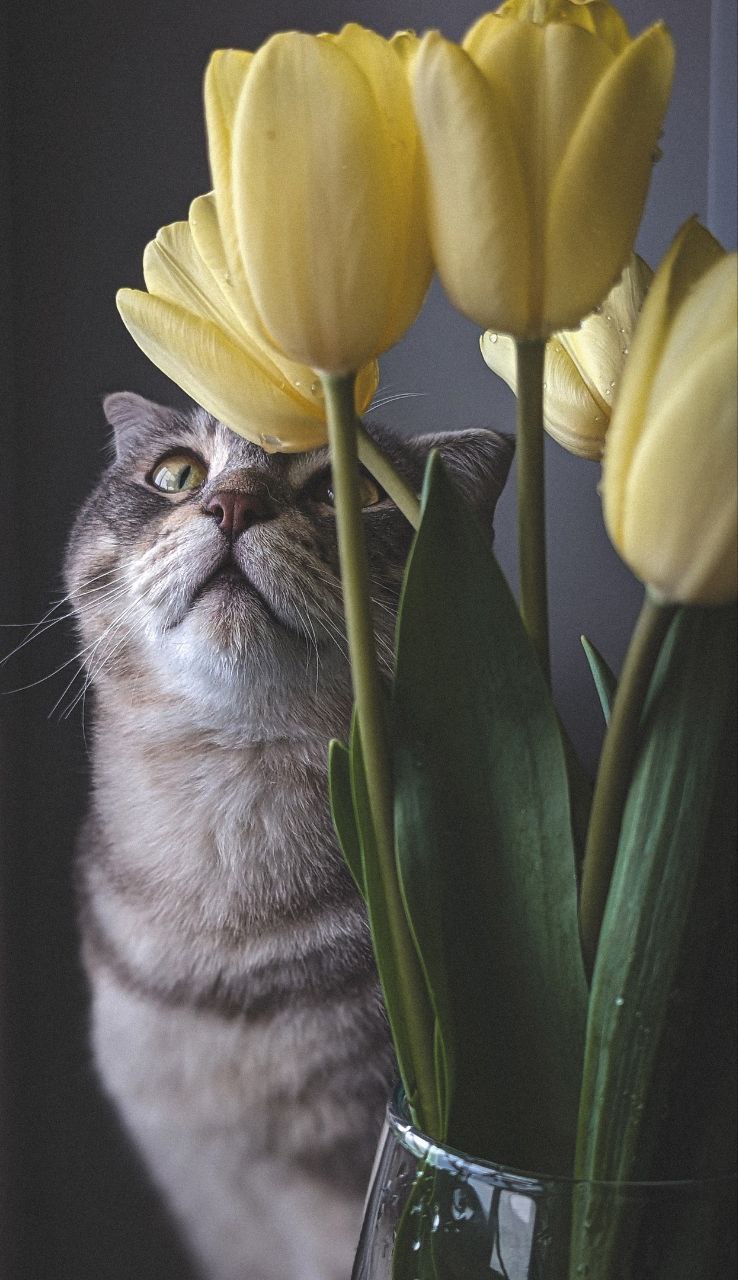 Доброе утро, друзья!. С началом весны и с Днём кошек! Не забудьте поздравить своих питомцев! Сегодня в Курской области потеплеет