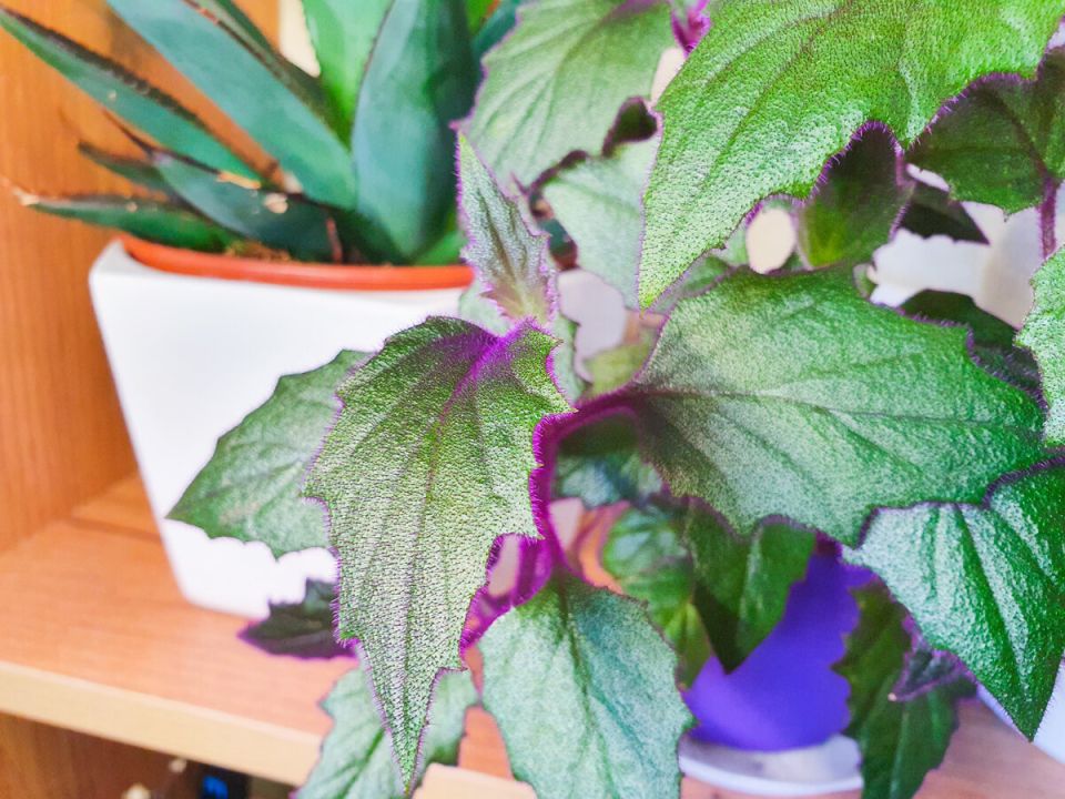 ��� ��������� ��������� ��������� �������� ��� ��������: ������� ������ � ��������