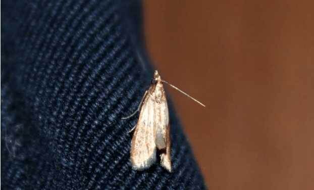 Как защитить одежду от вредителей: неожиданный союзник