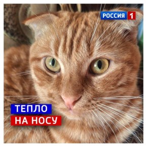 1 марта, воскресенье. Наконец-то весна! И сегодня в России День кошек