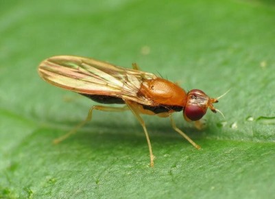 ��� �������� ���� ������ �� ��������� ����: ������� � ����������� ������