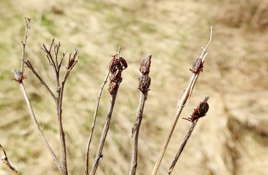 Курян предупредили о раннем начале сезона клещей