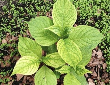 ��� �������� ������� � ���������: ���������������� ������ � �� �������