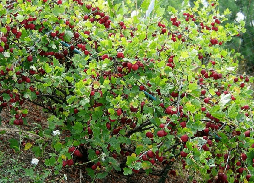 ��� ������ �������� ��������� �� �������� � �������� 12 �� ������ � �����