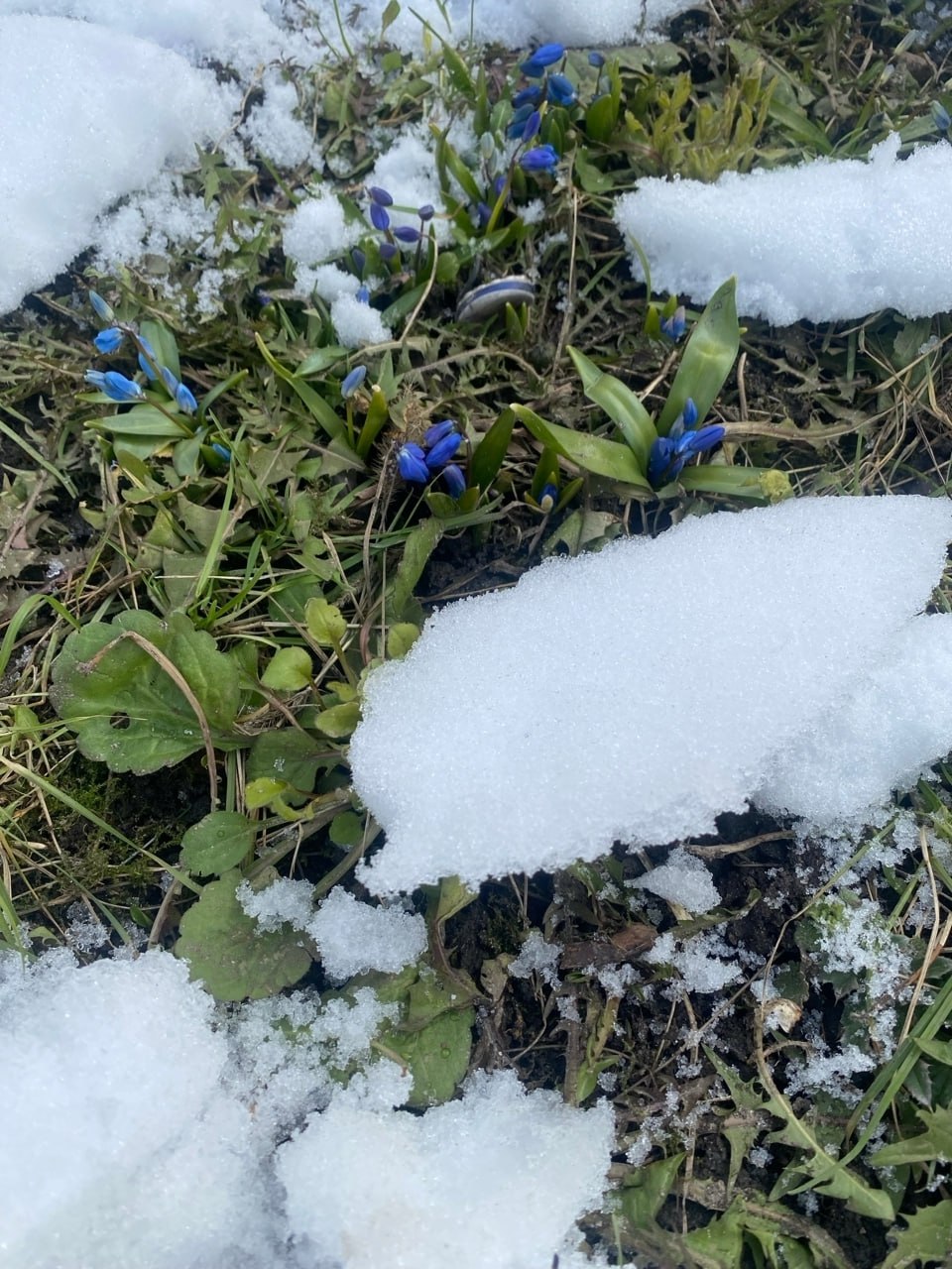 Весна пришла - теперь точно! Курске среди сугробов распустились подснежники Весна пришла - теперь точно! Курске среди сугробов распустились подснежники