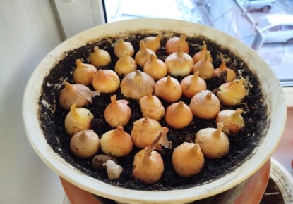 ��� �� ������� �����: ���� ��� �������� � ���������� � ������ ������