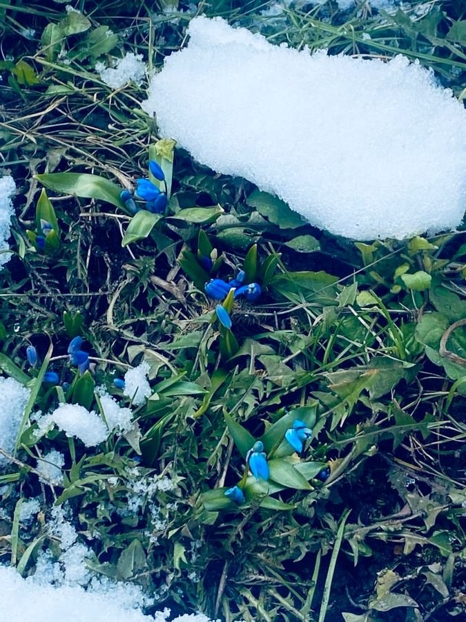 Весна пришла - теперь точно! Курске среди сугробов распустились подснежники