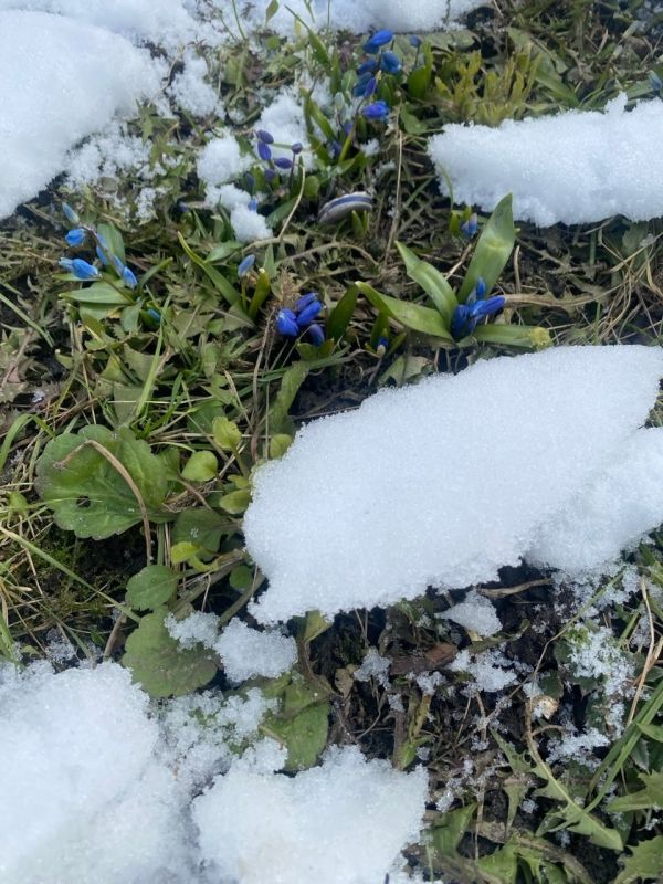 � ������ �������� �����������