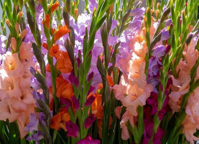 ����� ���������� ����������: ������ �������� �� ���������� � ����