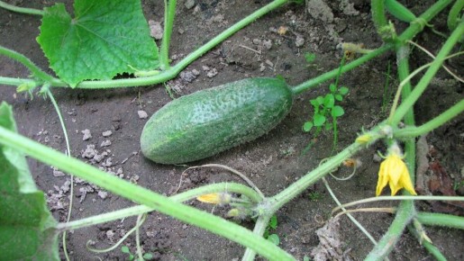 ������ ��� �������: ����� �������� ��������� �� ����