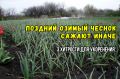 Тайны поздней посадки озимого чеснока: как добиться хорошего урожая