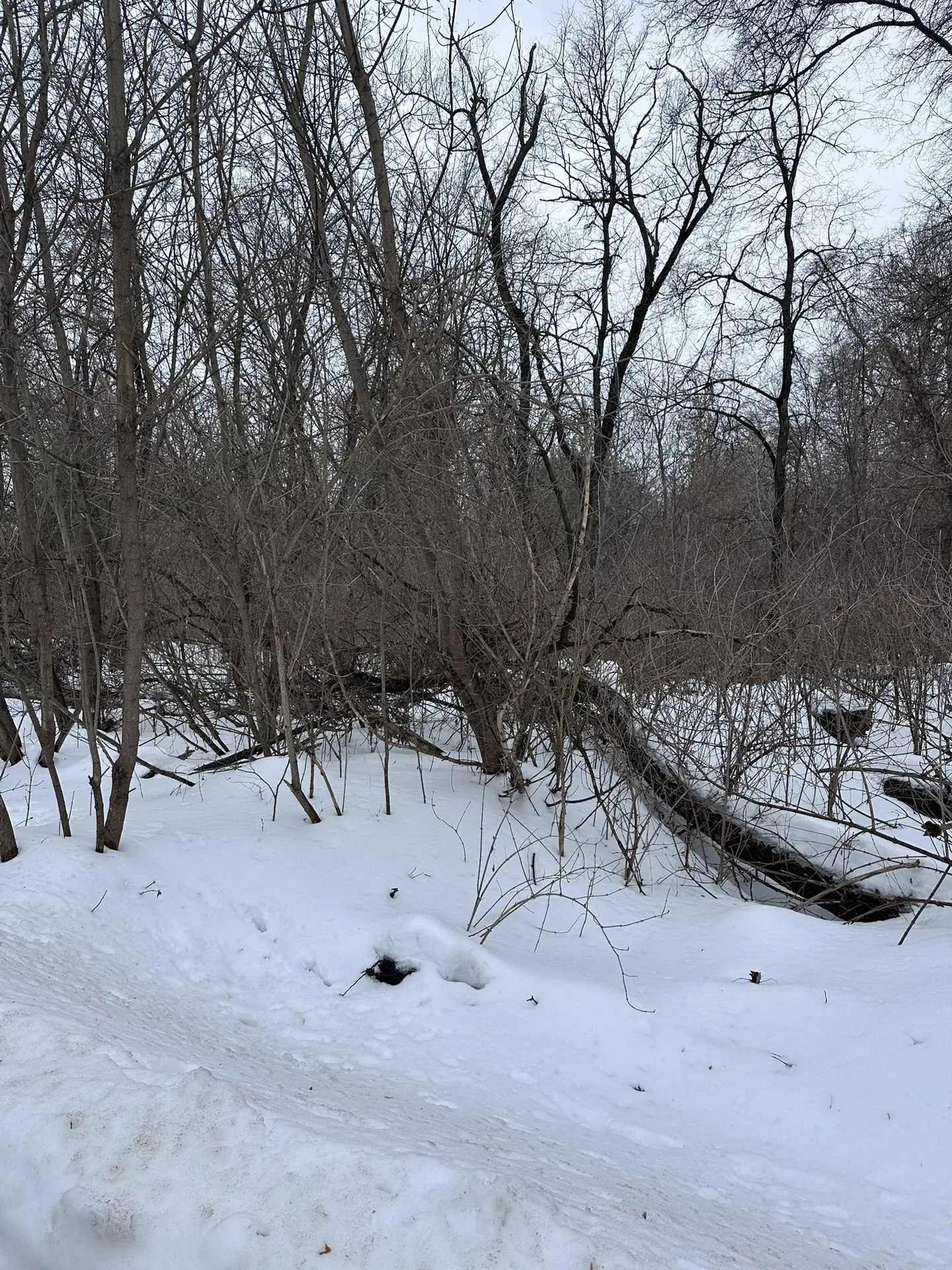 В парке «Боева дача» начнутся работы по уборке территории