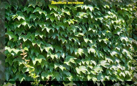 ������������� ����� ��� ������ ����: �������� ������� ����� ��� ������ �����