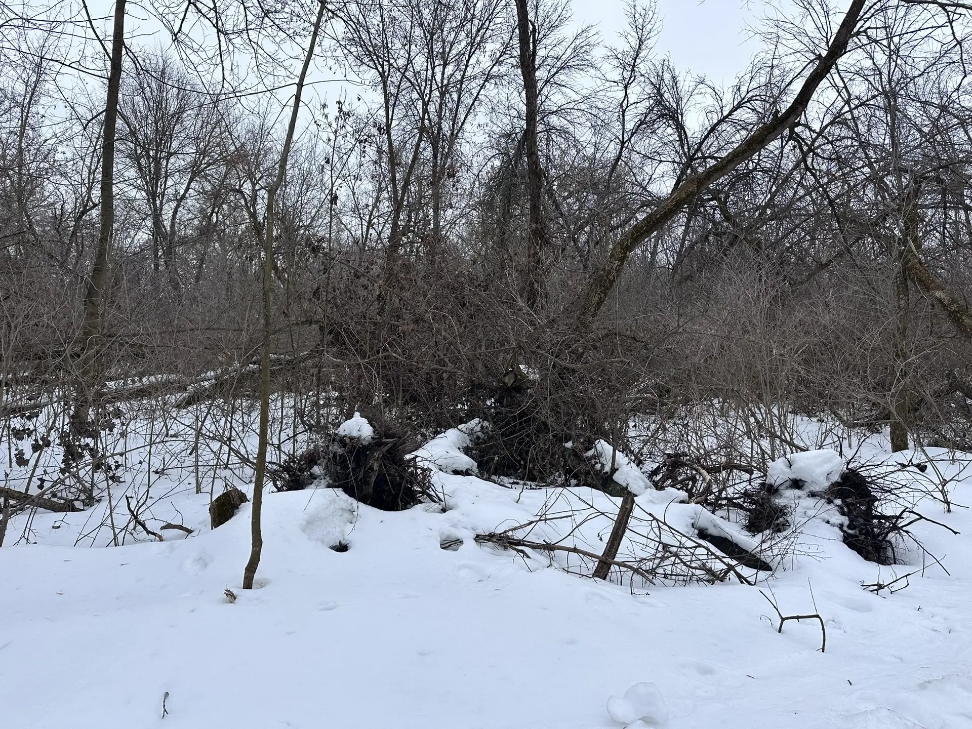 В парке «Боева дача» начнутся работы по уборке территории В парке «Боева дача» начнутся работы по уборке территории