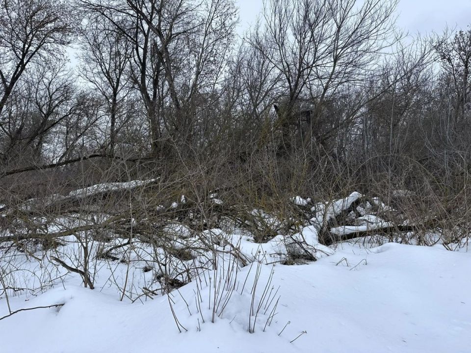 В Курске в парке Боева дача начнут удалять инвазивные растения