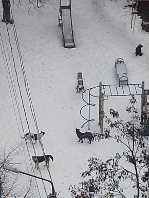 � ������ ������������ �� ������ ����� ������� ������������ ��������� � �������