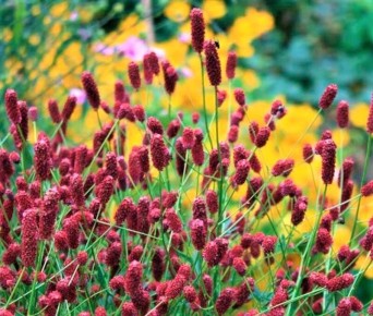 ��������� ������������, ������� �� ������� �����