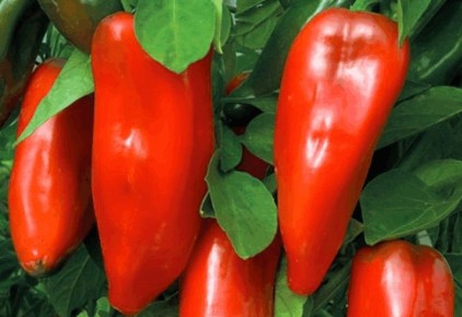 ��� ������� ��������� ����������� �����: �� ����� �� ����� ������