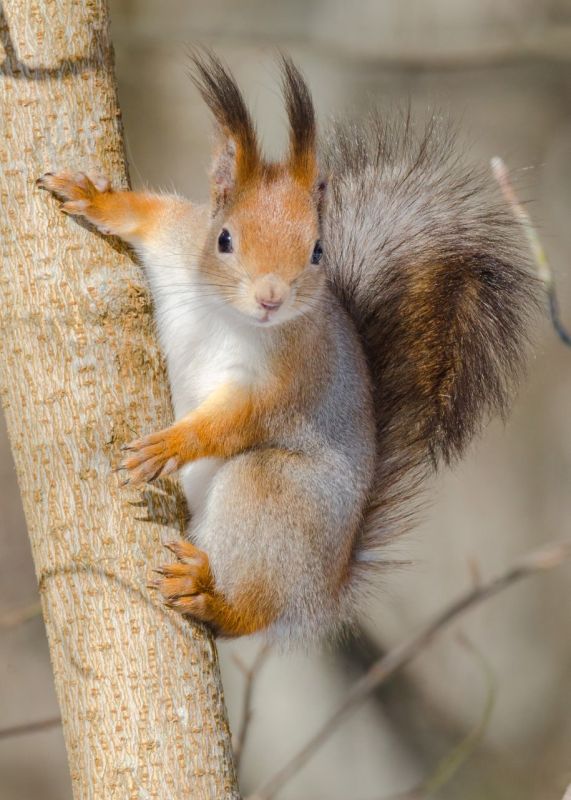 ������ �� �������� ���������� �� �������������! ����: ���������� �����