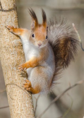 ������ �� �������� ���������� �� �������������! ����: ���������� �����