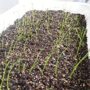 Как посеять лук на рассаду