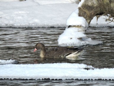 В Курске орнитологи заметили северных птиц