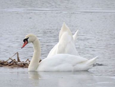 Куряне заметили на Сейме редких северных уток