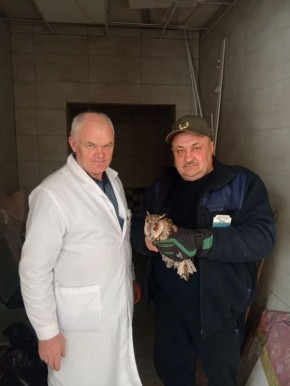 В Курске спасли молодую ушастую сову у жилого дома