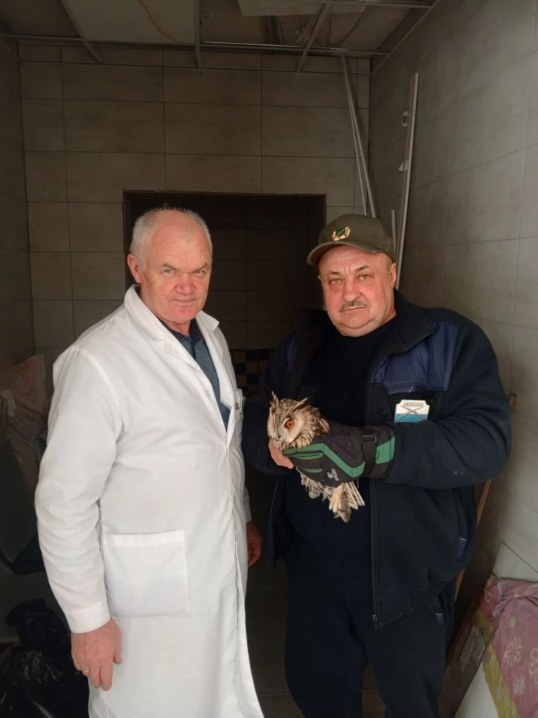 В Курске спасли молодую ушастую сову у жилого дома