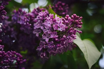 Курянам раздадут сирень для высадки во дворах